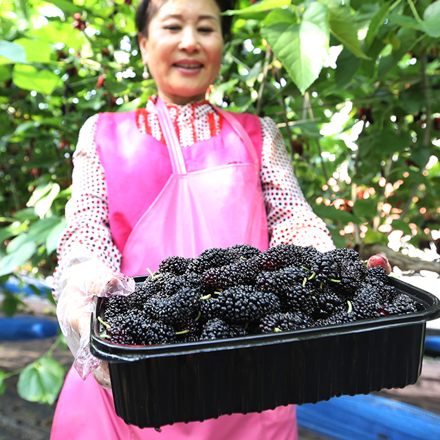 씻어먹지 않는 유기농 냉동 오디 1kg(500gx2팩) : 뽕디이레농원