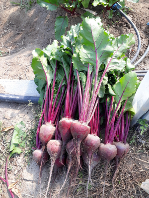 유기농  레드비트  대 3kg/ 5kg : 해랑농원
