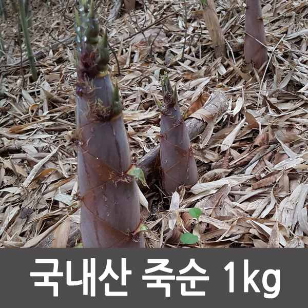전남 구례 죽순 분죽 삶은죽순 1kg 죽순나물 : 싱싱마루
