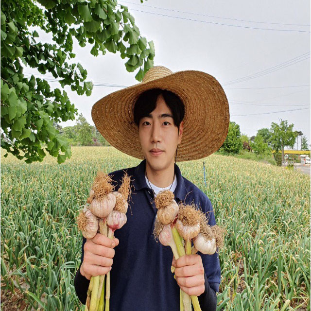 2021 서산 햇마늘 특 상품 5kg  통마늘 / 밭마늘 저장마늘 : 진용이네농장