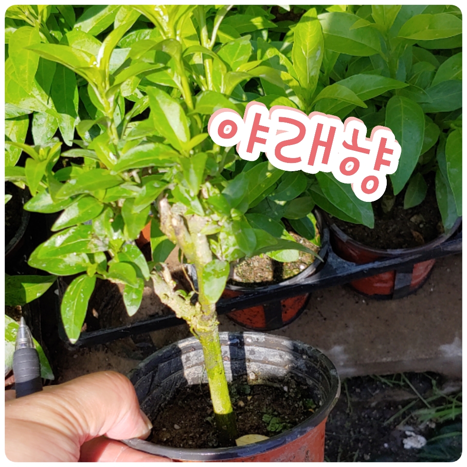 야래향/모기쫓는 야래향나무 : 꽃나라엘리스
