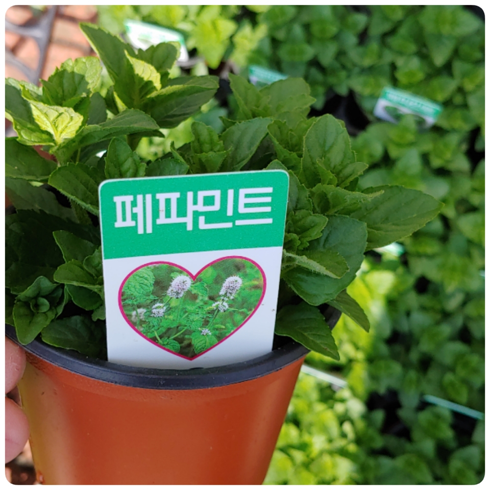 페파민트/봄, 가을에 연한 잎을 따서 상추와 함께 쌈으로 즐기세요 : 꽃나라엘리스