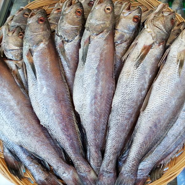 싱싱수산 제수용 국내산 참민어1미(35~36cm내외) : 피쉬세일