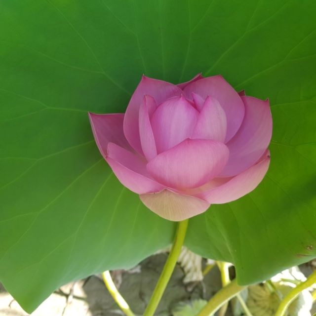 햇연잎 연잎밥용 연잎, 연꽃 : 알찬연근팜