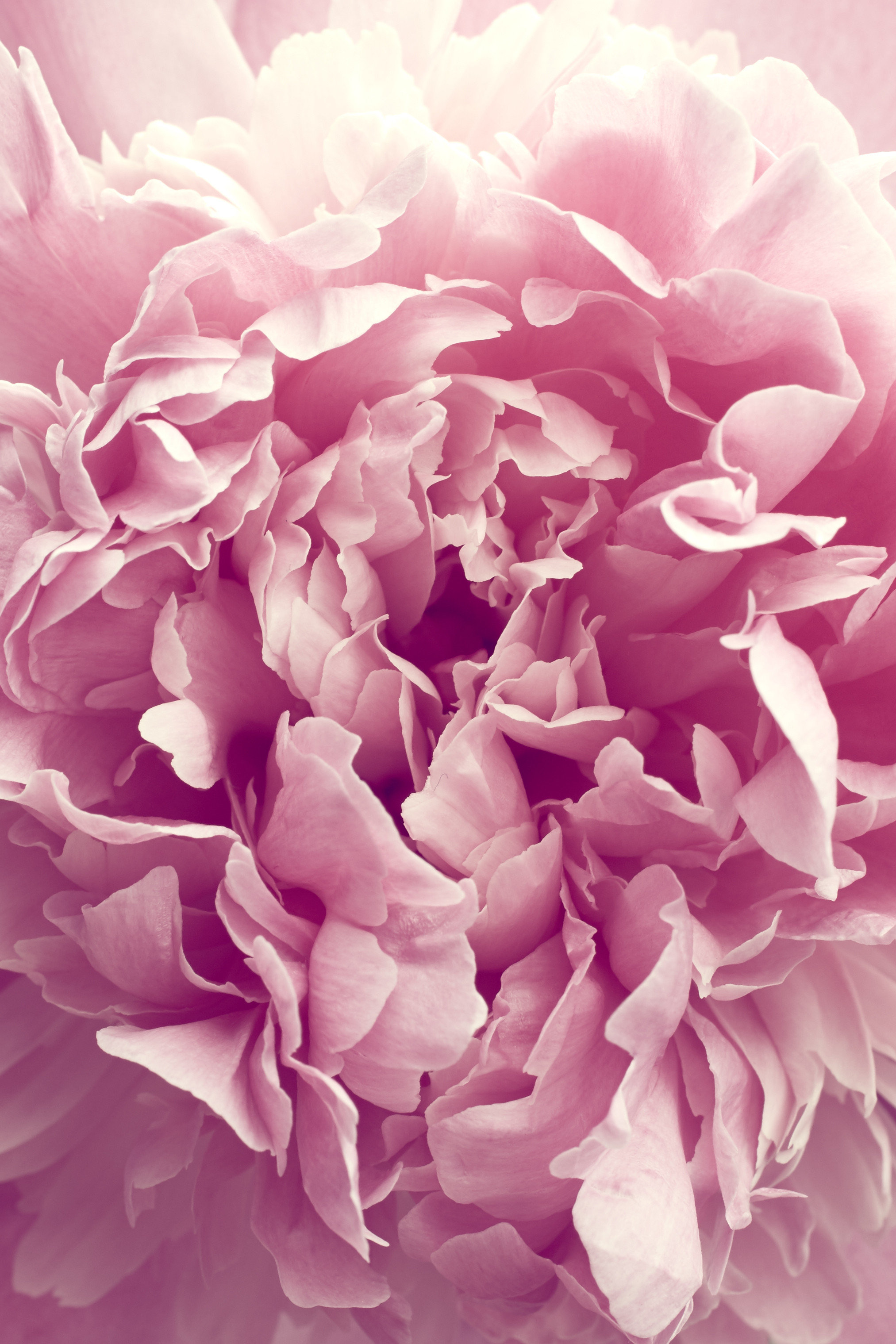 PEONY & BLUSH SUEDE 피오니 앤 블러쉬 스웨이드 : 캔들트리