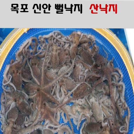 낙지 산낙지신안목포 활낙지10마리 (소) : 장수웰빙