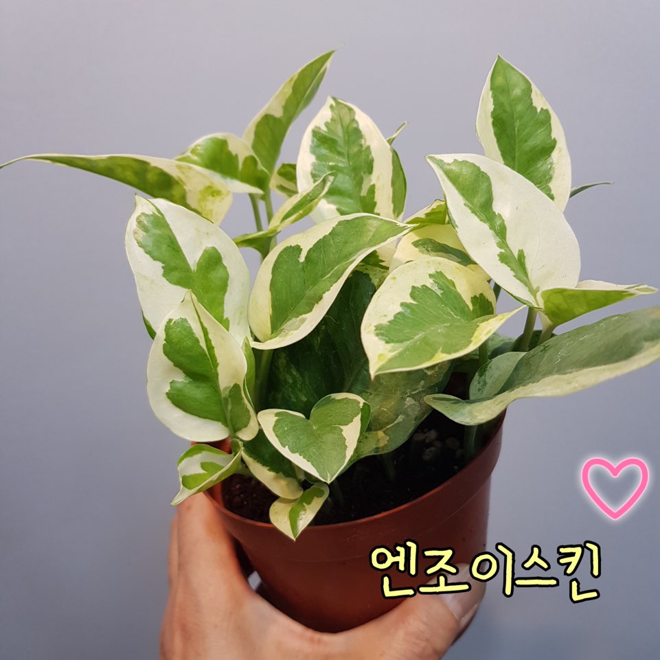 엔조이스킨 소품49 : 이명희플라워