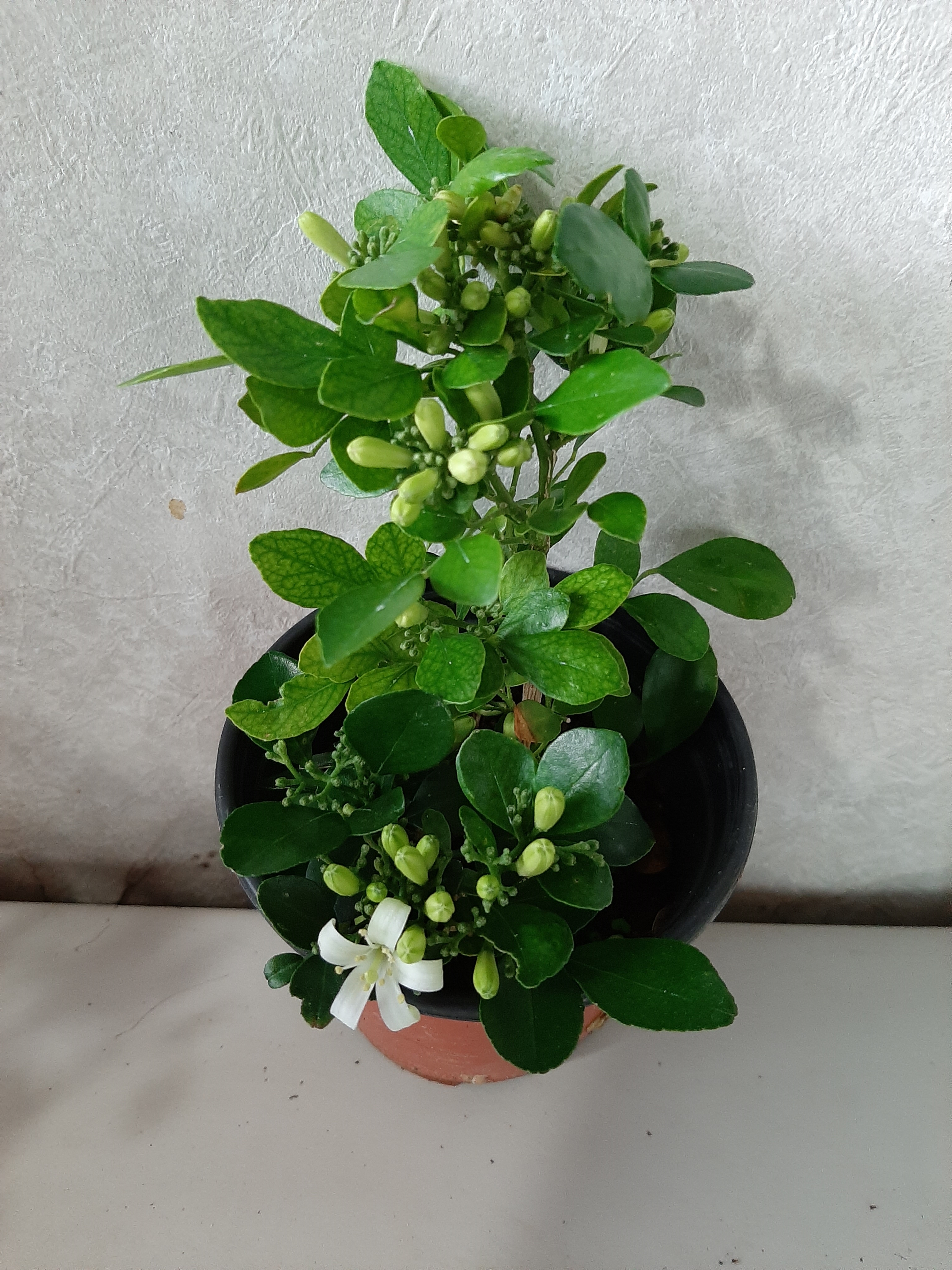 오렌지자스민/꽃향기가 가득해요 : 대근이농원