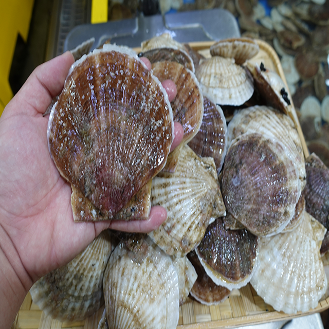 참가리비 1kg (7~9미) : 현대조개