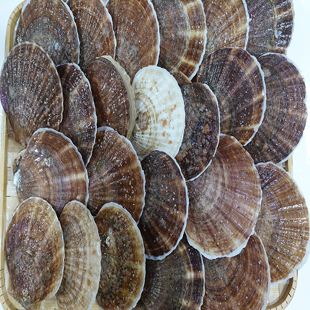 참가리비 1kg (7~9미) : 현대조개