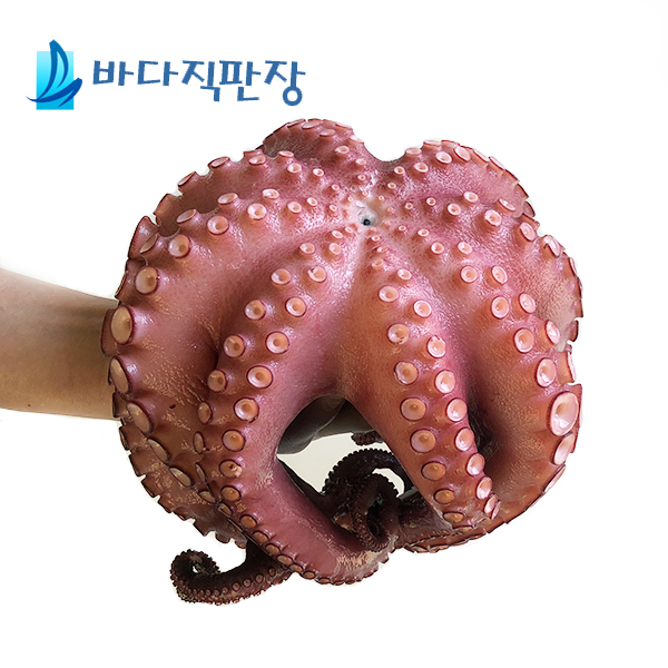 최고급 자숙문어 한마리 (900g~1kg) 자연산돌문어,국내에서 자숙 : 바다직판장