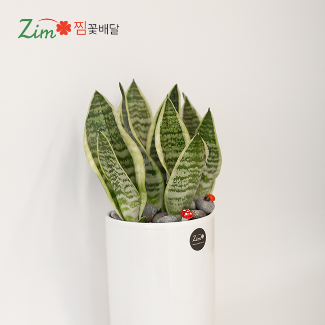 개업화분 꽃선물 전국당일배송 꽃배달서비스 보령 아산꽃집 : 찜 화환 결혼식3단 장례쌀