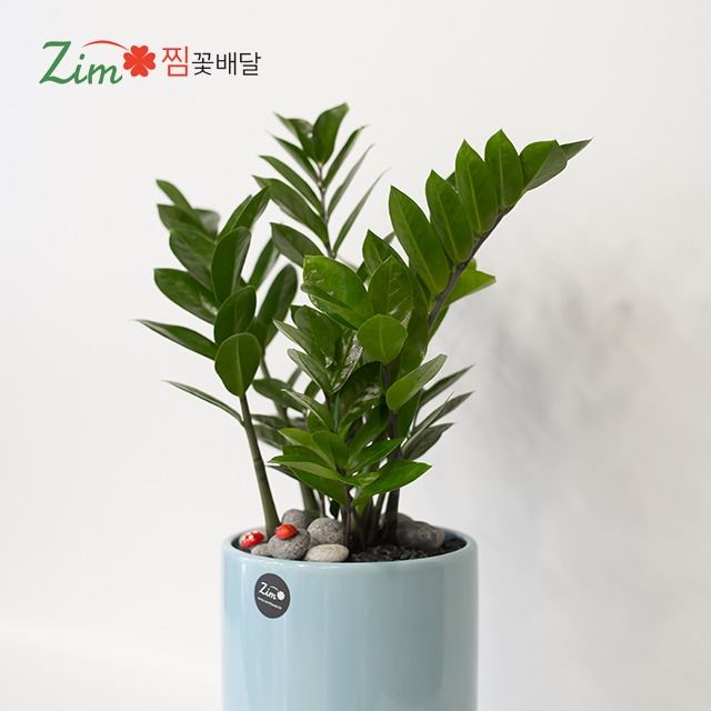 개업화분 꽃선물 전국당일배송 꽃배달서비스 과천시 구리시 남양주시 오산시 시흥시 군포시꽃집 : 찜 화환 결혼식3단 장례쌀