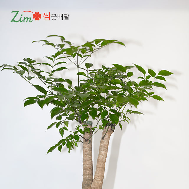개업화분 꽃선물 전국당일배송 꽃배달서비스 서울시 인천시 대전시 부산시 단양 충주 제천꽃집 : 찜 화환 결혼식3단 장례쌀