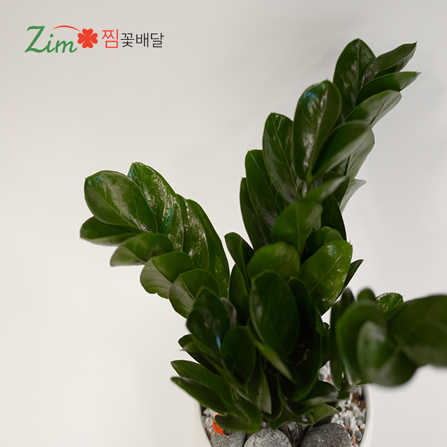 개업화분 꽃선물 꽃배달싼곳 전국 서울시 인천시 대전시 광주시 울산시 대구시 부산시꽃집 : 찜 화환 결혼식3단 장례쌀