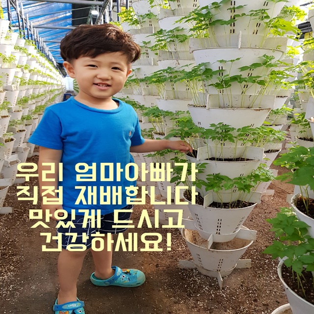 [맘스호미] 장성 농부 새싹인삼 70뿌리 장성애삼 : 맘스호미 장성애삼 새싹인삼