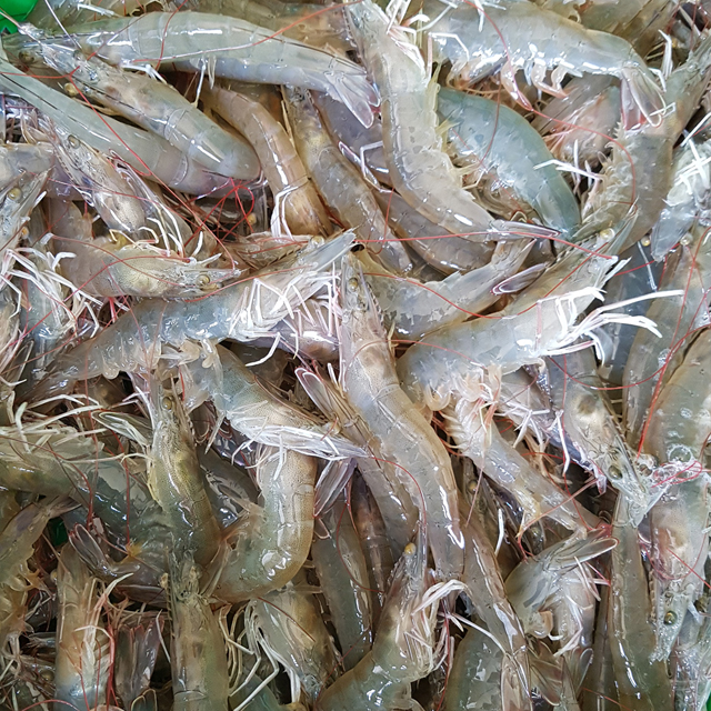 신안산 생물 왕새우 1kg 대하 흰다리새우 활새우 생새우 : 농산물나라수산공주