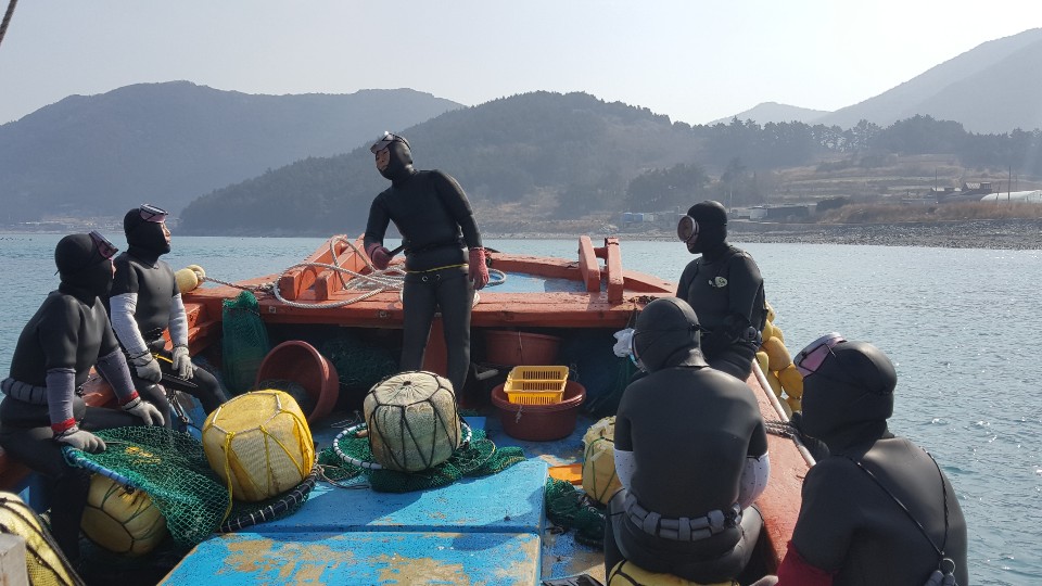 완도 청산도 해녀가 직접 채취한 자연산 뿔소라 : 청담수산