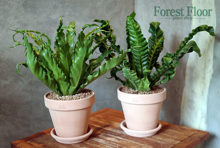 아비스 (중), 아스플레니움, 프릴 아비스, 코브라 아비스, 공기정화식물, 미세먼지, 이태리 토분 세트, Forest Floor : Forest Floor