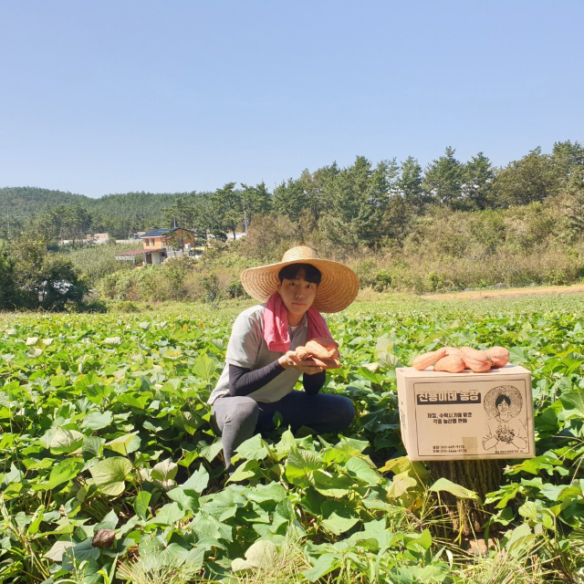 2019 서산 황금호박 고구마 특상 5kg : 진용이네농장