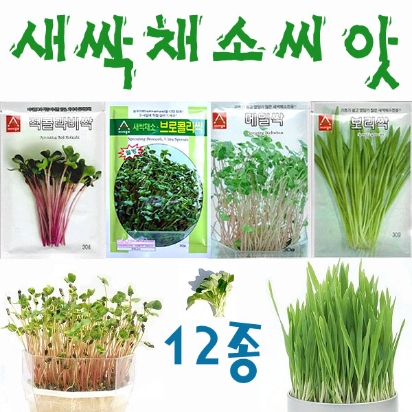 새싹씨앗25종/청경채싹/밀싹/보리싹/새싹귀리/홍화싹/케일싹/브로콜리/메밀싹/새싹채소 (,) : 참쉬운수경재배