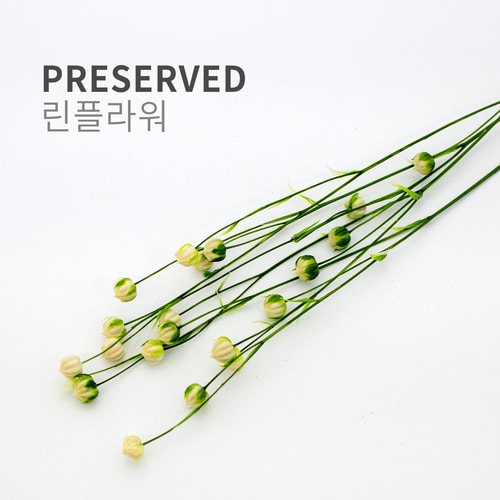 린 플라워 프리저브드(1단 22g) : 캔들천국