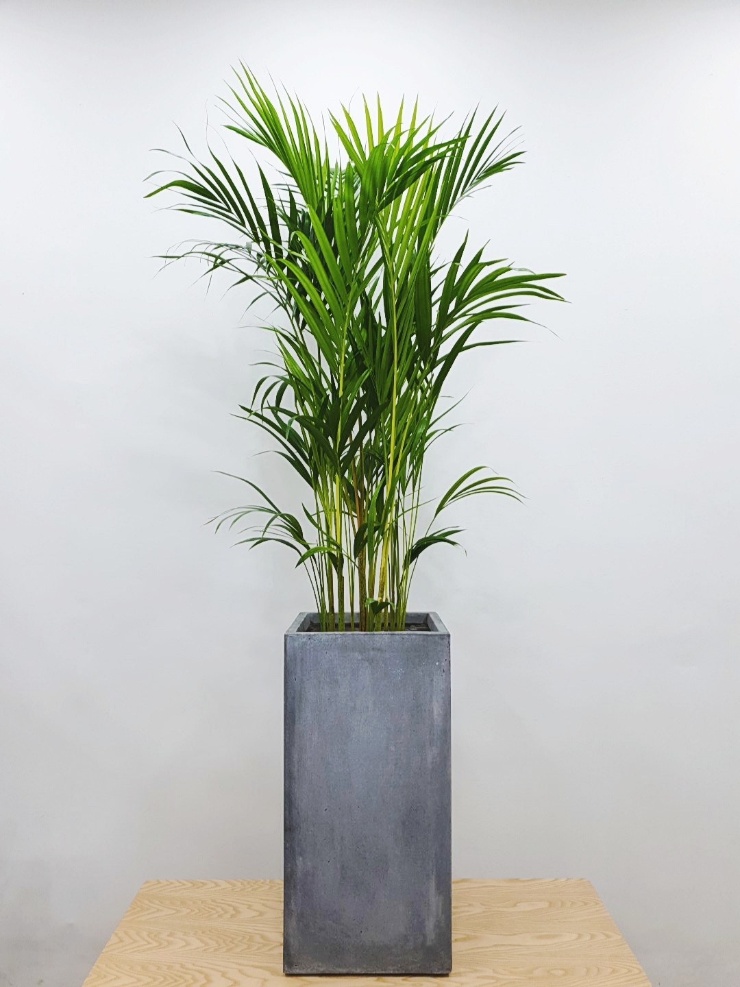 개업선물 집들이 매장 인테리어식물 아레카야자(G/FRP화분) 부산/김해/양산 배송 : OUR PLANT