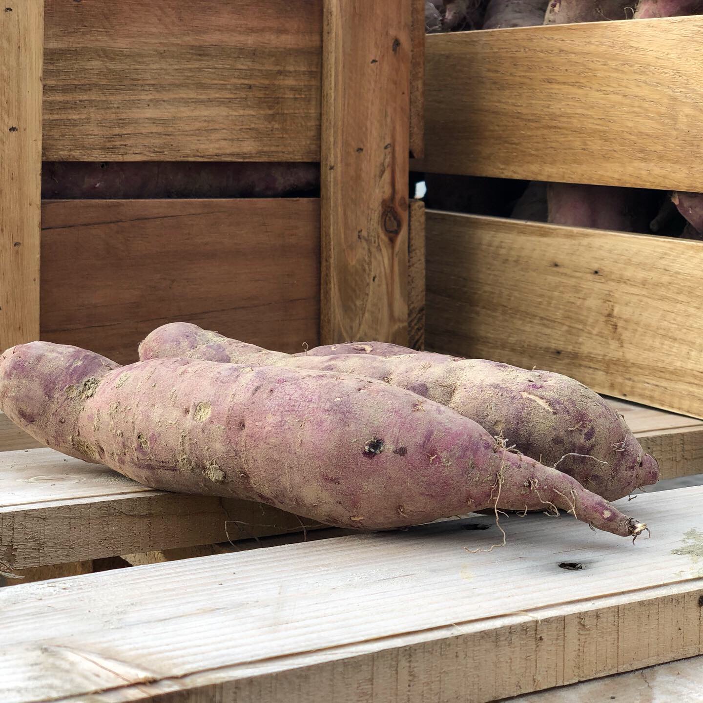 샛별농원 고구마 베니하루카 3kg : 샛별농장