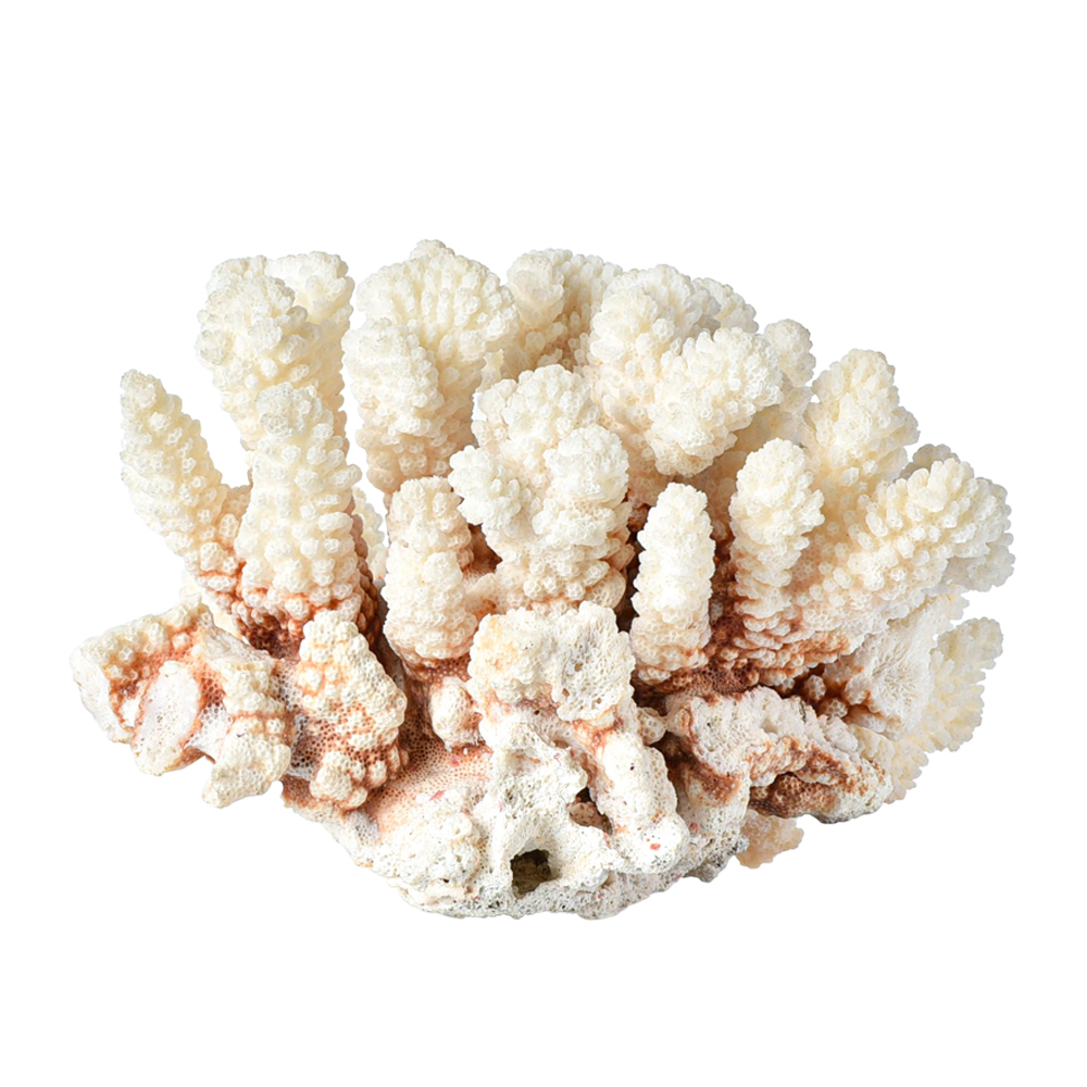 산호 Coral  1185g 수집용+전시대무료+보증서 : 레드뮤지엄
