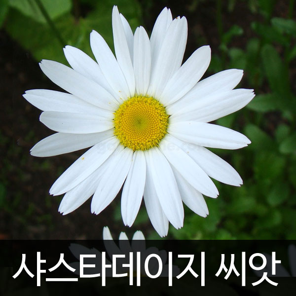 샤스타데이지 씨앗 꽃씨 꽃 shasta daisy seed 1000알 : 가람원