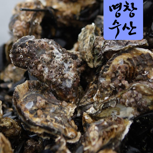 통영 명창수산 각굴 석화 10KG 생굴 하프셀 : 통영굴 직접생산 명창수산