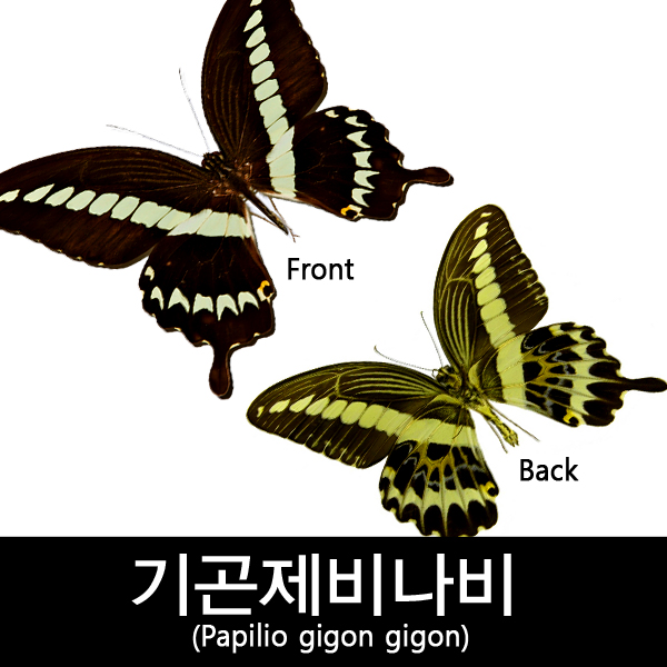 기곤제비나비표본/Papilio gigon gigon : BABURMART바부르마트