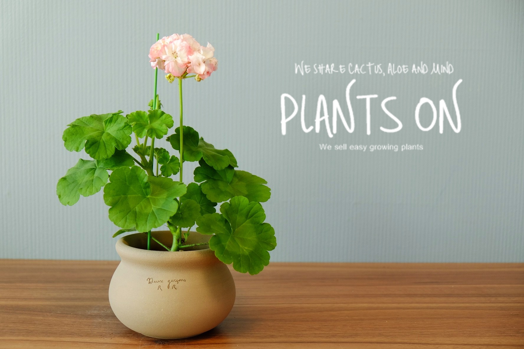 유럽제라늄 예거서스 모르모르 마르타 모카 자르 13 포함 30cm / 듀가르송 / deuxgarcons Europe Geranium Jägershus Mormor Märta... 