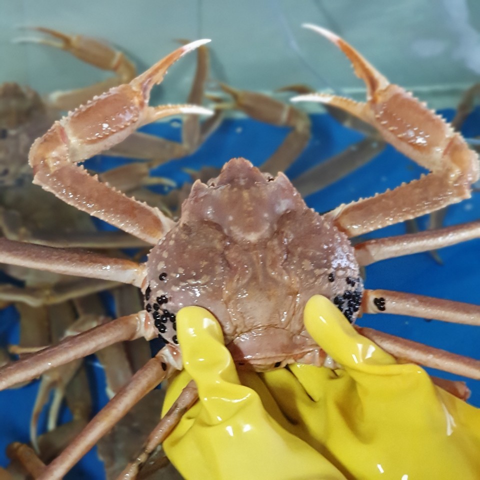 영덕 강구항 제철 박달 대게 홍게 : 영덕대게파는남자