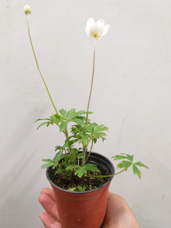 행복한꽃순이/사계바람꽃/노지월동 : 행복한꽃순이