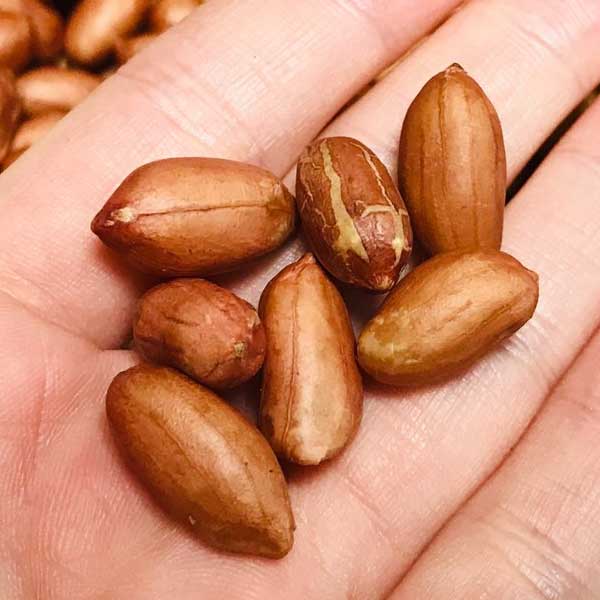 [유쾌상회] 볶음땅콩 1kg 外 비너스땅콩 커피땅콩 땅콩 안주 견과 : 유쾌상회