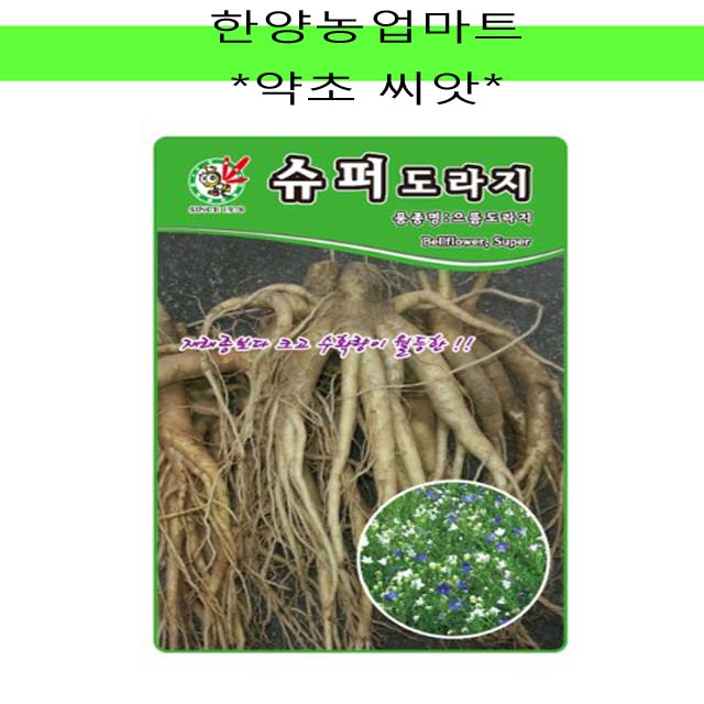 약초-슈퍼도라지/씨앗/종자/1000립 : 한양농업마트