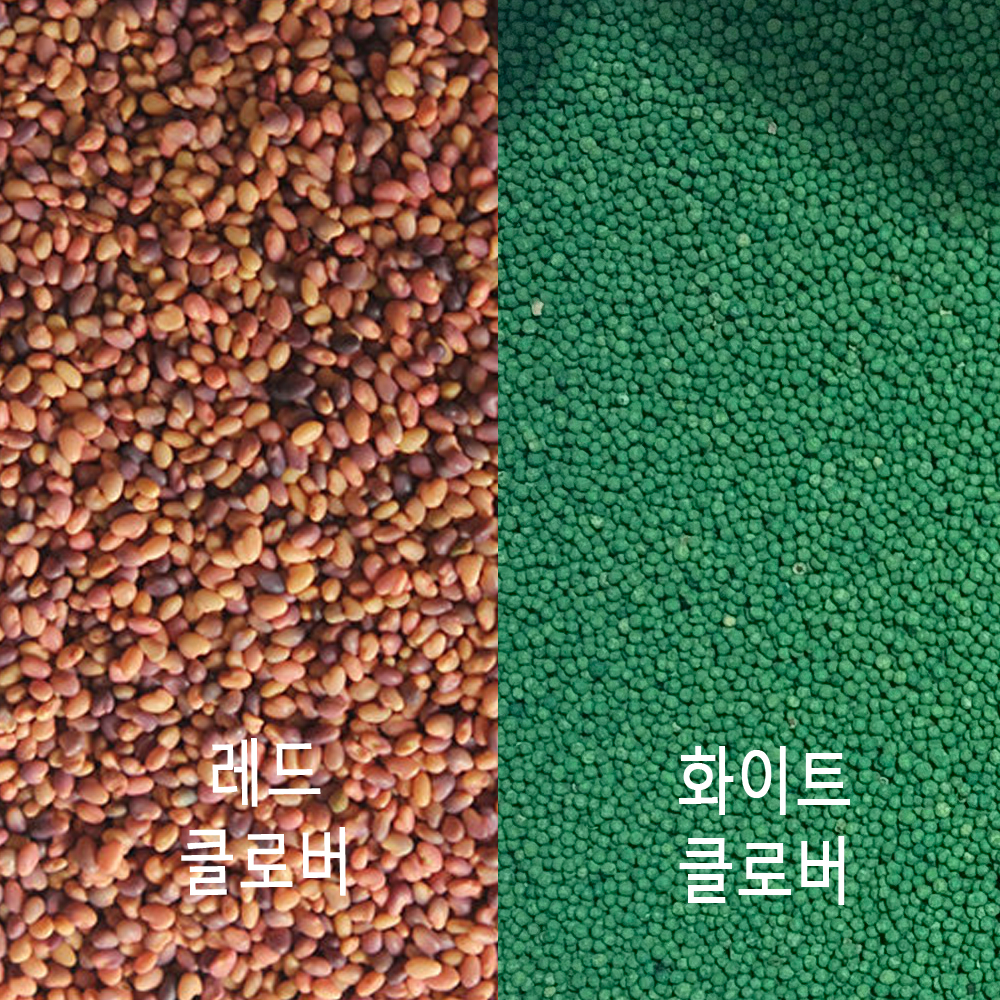 레드클로버, 화이트클로버 1kg 꽃씨 목초종자 클로버씨앗 크로버씨 : 이상조경자재