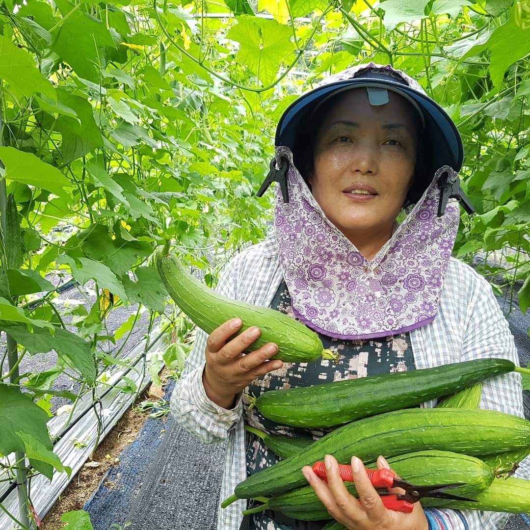 미세먼지 해결사 지리산 수세미수액 1.5L : 지리산춘향농원