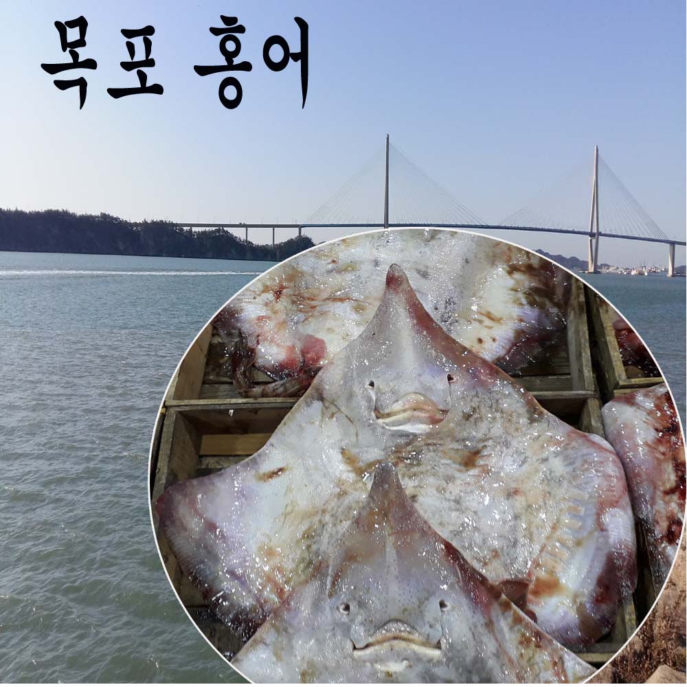 홍어 국산홍어 1마리 통채로 9 kg 전후 목포홍어 : 장수웰빙