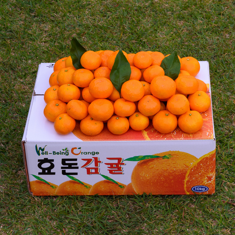 효돈오름농장 다우렁 귤뜨레 생산자 직송 고당도 타이벡 효돈 감귤 10Kg, 가정용, 선물용 : 효돈오름농장