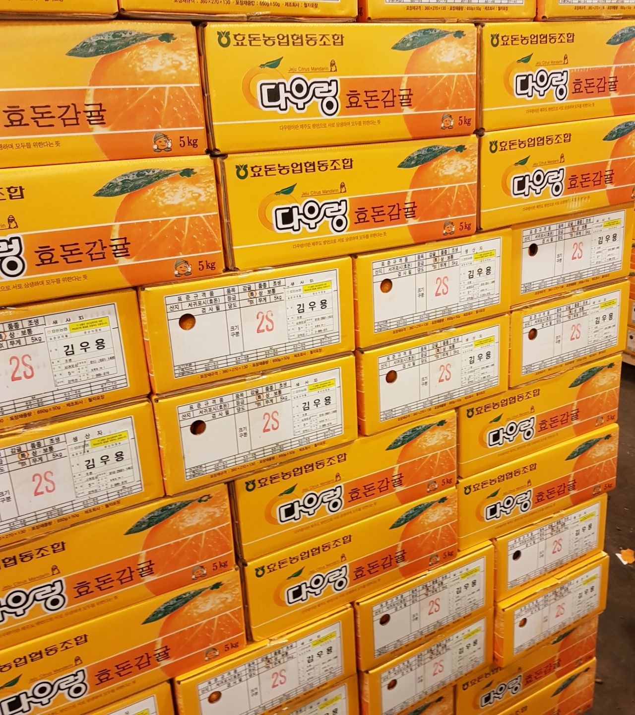 [성림청과]겨울철 힐링 과일 감귤 5kg : 성림청과
