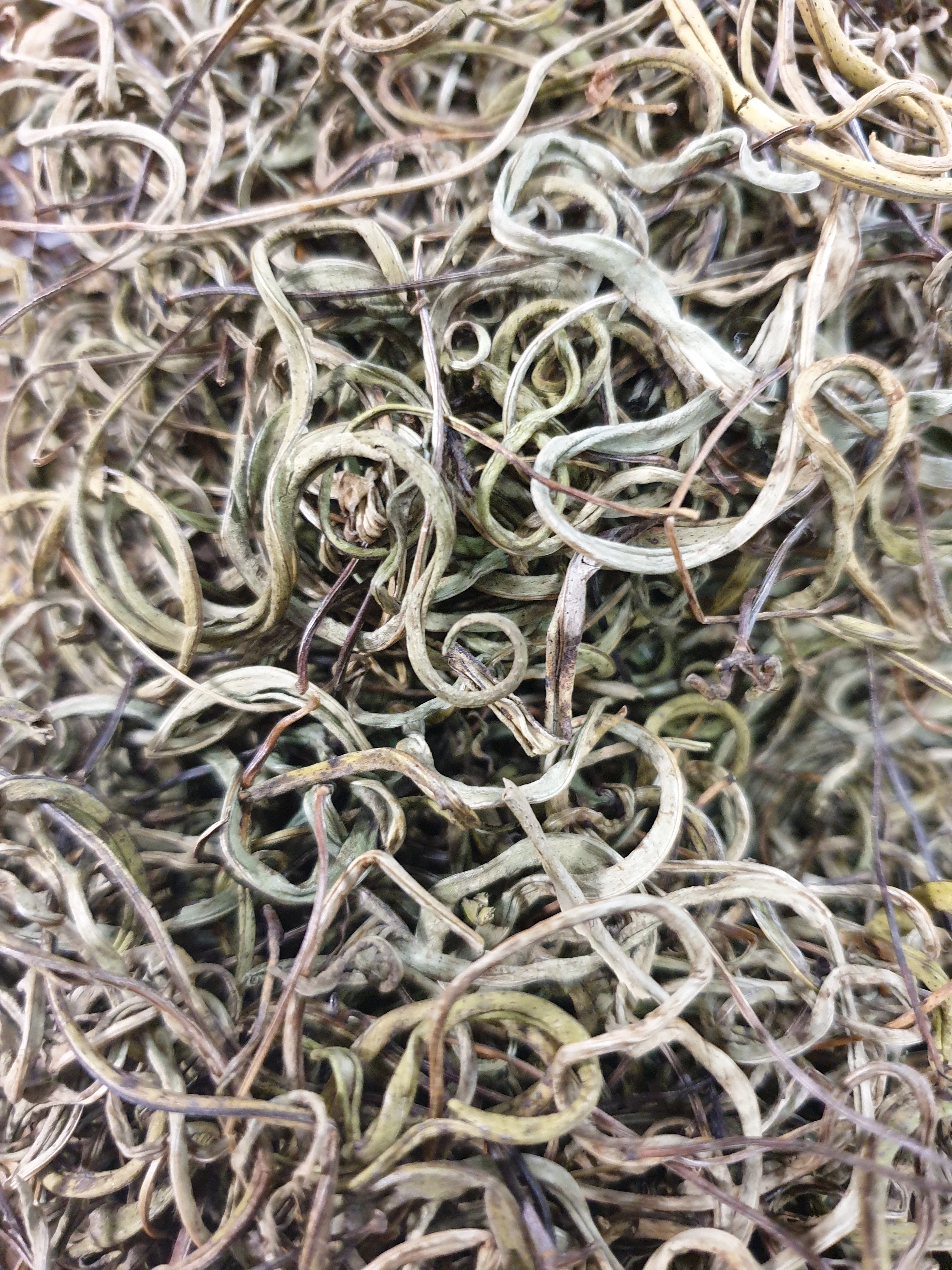 [강원도] 정선 자연산 일엽초100g 산약초꾼 들이 직접산행 채취 : 산약초이야기 건강촌