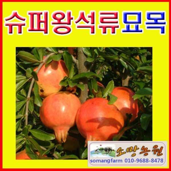(소망)슈퍼왕석류묘목(삽목1년 3그루)/왕석류묘목 : 소망원예