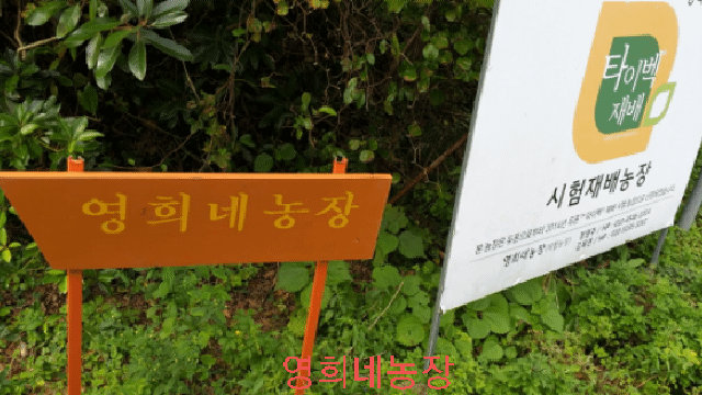 무농약 인증 최고의 맛과 향 최고 감귤 : 제주영희네농장