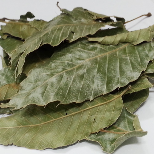 국산 제주도 금전초 참가시나무잎 이백저 차 300g : 천년약초