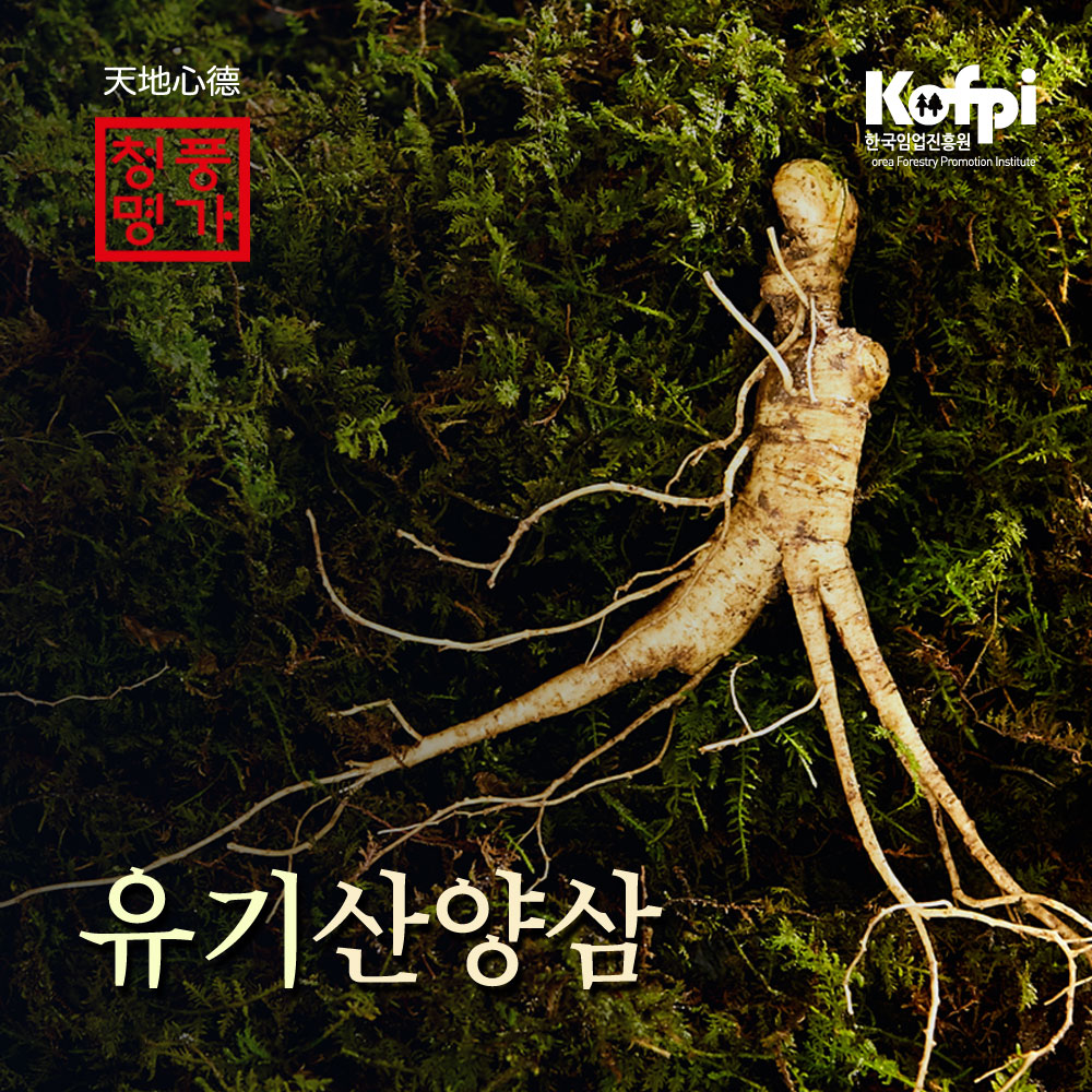 청풍명가 유기농 산양산삼 9년근 3뿌리 : 청풍명가 남천영농조합법인
