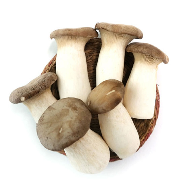 친환경 새송이버섯 400g : 자이담