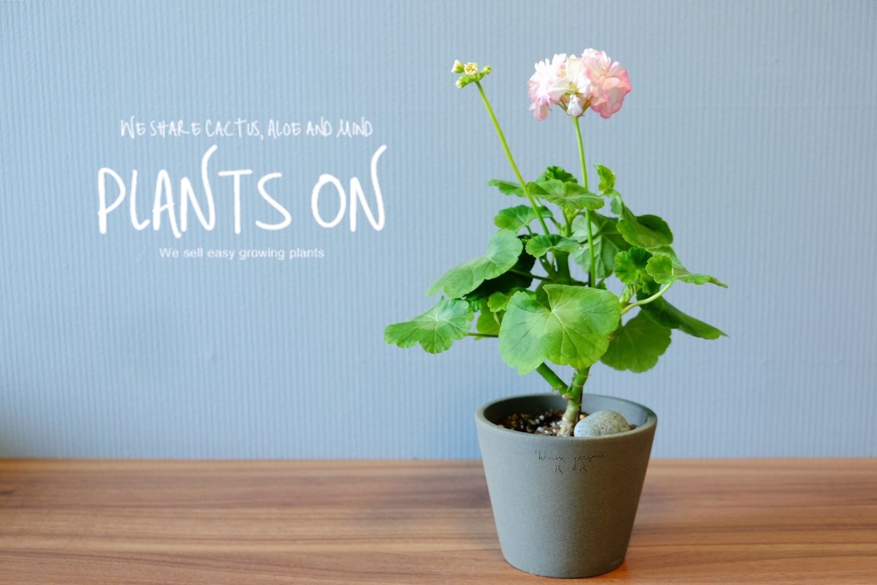 유럽제라늄 예거서스 모르모르 마르타 고화도 비올레 13 포함 37cm / 듀가르송 / deuxgarcons Europe Geranium Jägershus Mormor... 