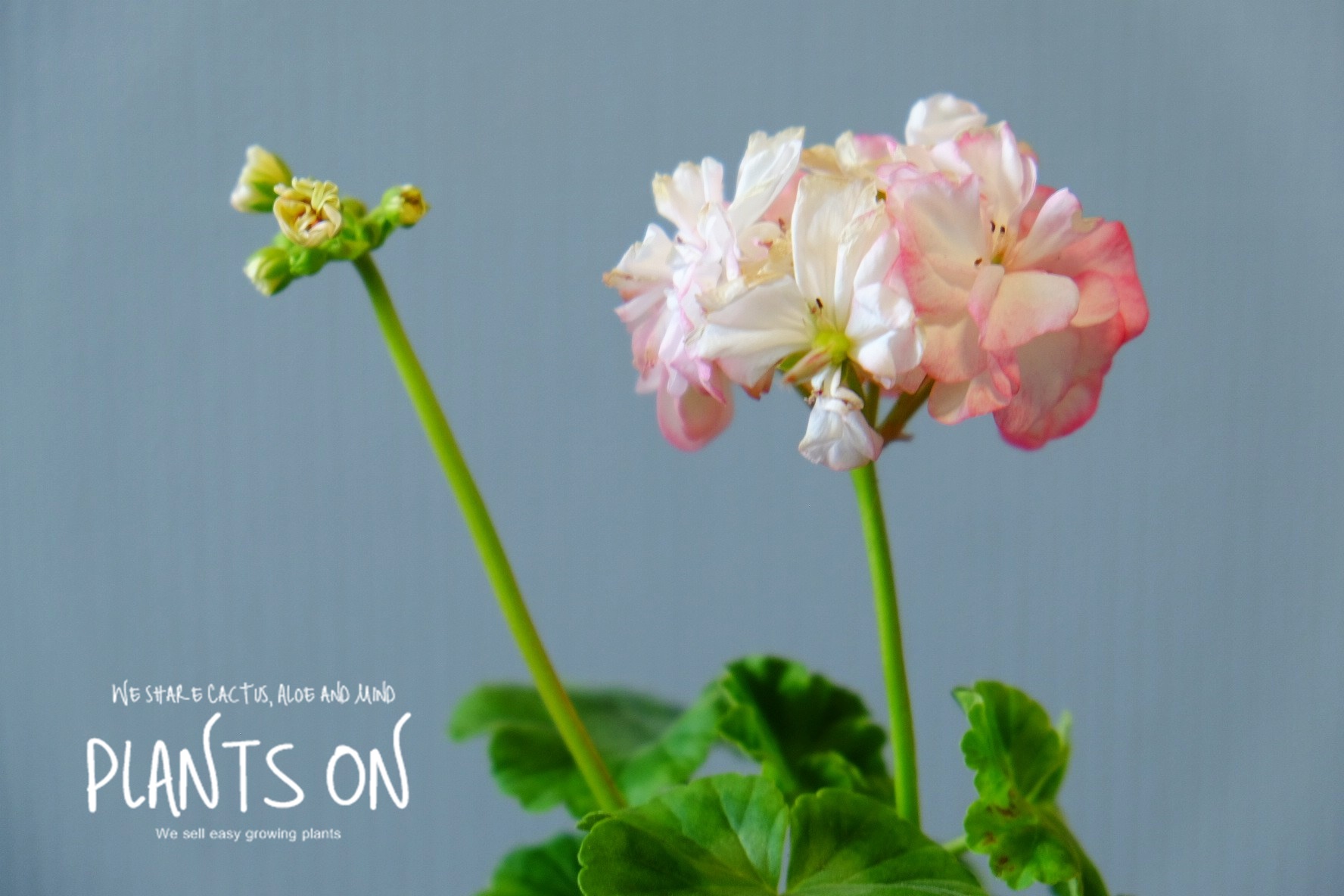 유럽제라늄 예거서스 모르모르 마르타 고화도 비올레 13 포함 37cm / 듀가르송 / deuxgarcons Europe Geranium Jägershus Mormor... 